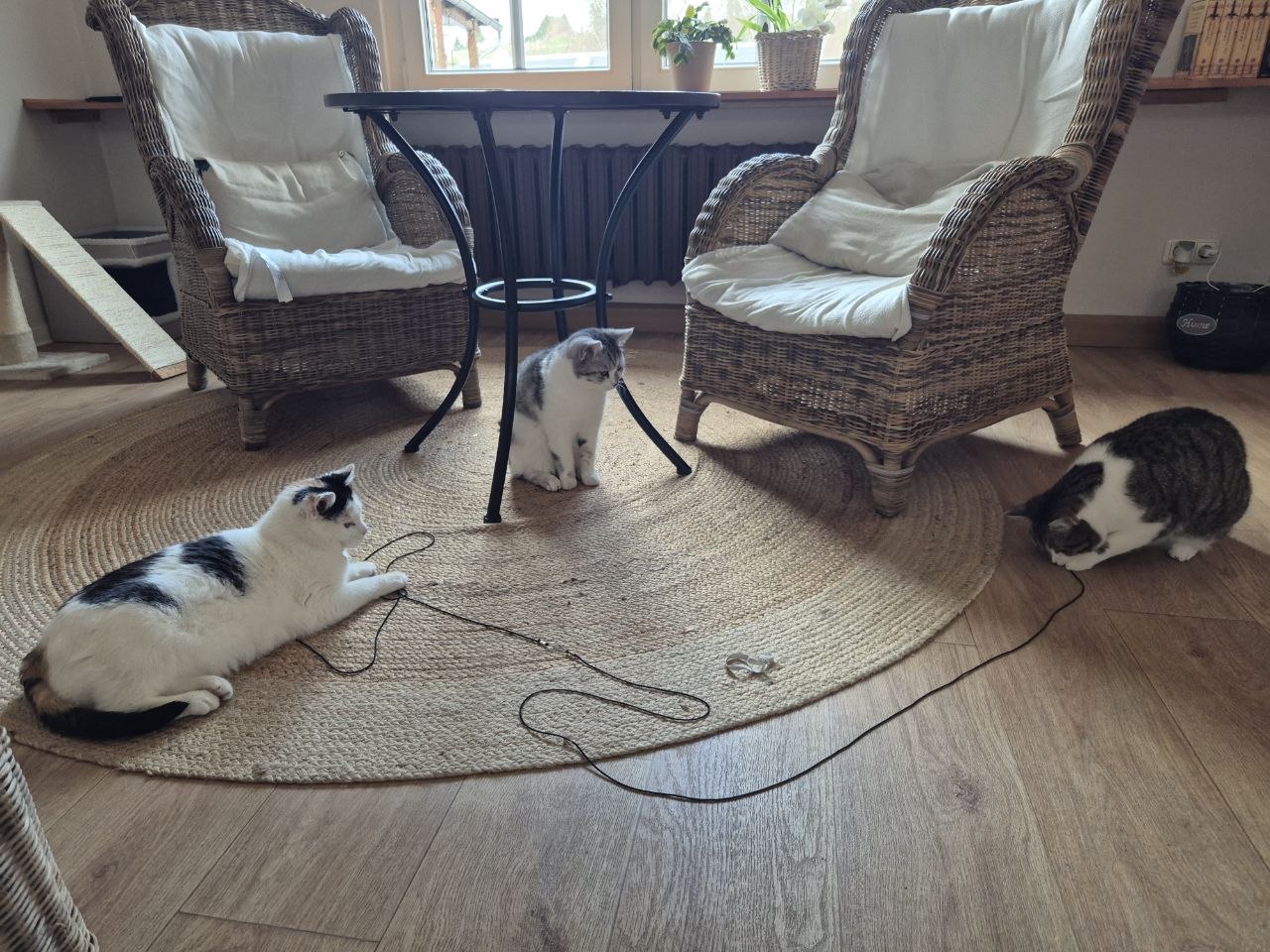 Alle drei auf dem Juteteppich